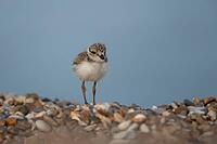 Ringed plover (Charadrius hiaticula) juvenile baby chick wading bird on a shingle beach in summer, Suffolk, England, United Kingdom [IBR124476229]