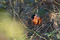 Eurasian bullfinch (Pyrrhula pyrrhula) adult male bird in a hedgerow in winter, Suffolk, England, United Kingdom [IBR124476230]