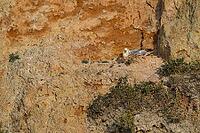 Northern Fulmar (Fulmarus glacialis) adult seabird bird sleeping on a cliff in summer, Norfolk, England, United Kingdom [IBR124476231]