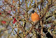 Eurasian bullfinch (Pyrrhula pyrrhula) adult male bird in a hedgerow in winter, Suffolk, England, United Kingdom [IBR124476232]
