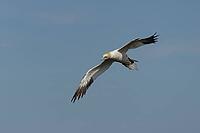 Northern gannet (Morus bassanus) adult seabird bird flying in summer, RSPB Bempton cliffs nature reserve, Yorkshire, England, United Kingdom [IBR124476233]