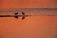 Eurasian oystercatcher (Haematopus ostralegus) two adult wading birds in a shallow lagoon silhouette at sunset, Norfolk, England, United Kingdom [IBR124476234]