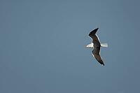 Lesser black-backed gull (Larus fuscus) adult seagull bird in flight, Suffolk, England, United Kingdom [IBR124476236]
