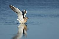 Black headed gull (Chroicocephalus ridibundus) juvenile seagull bird stretching its wings in a shallow lagoon, RSPB Minsmere nature reserve, Suffolk, England, United Kingdom [IBR124476237]