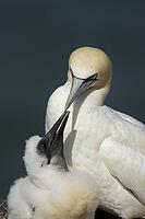 Northern gannet (Morus bassanus) adult seabird bird and juvenile baby chick on a nest on a cliff in summer, RSPB Bempton cliffs nature reserve, Yorkshire, England, United Kingdom [IBR124476238]