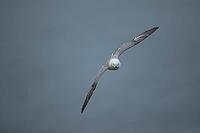 Northern fulmar (Fulmarus glacialis) adult seabird bird in flight, RSPB Bempton cliffs nature reserve, Yorkshire, England, United Kingdom [IBR124476239]