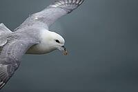 Northern fulmar (Fulmarus glacialis) adult seabird bird in flight, RSPB Bempton cliffs nature reserve, Yorkshire, England, United Kingdom [IBR124476240]