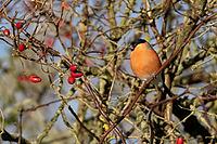 Eurasian bullfinch (Pyrrhula pyrrhula) adult male bird in a hedgerow in winter, Suffolk, England, United Kingdom [IBR124476241]