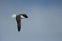 Lesser black-backed gull (Larus fuscus) adult seagull bird in flight, Suffolk, England, United Kingdom [IBR124476242]