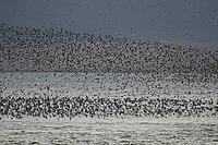 Red knot (Calidris canutus) adult wading birds flying in a large flock at high tide at sunset, RSPB Snettisham nature reserve, Norfolk, England, United Kingdom [IBR124476243]