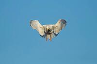 Herring gull (Larus argentatus) adult seagull bird hovering in flight, England, United Kingdom [IBR124476245]