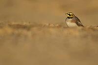 Shore lark or Horned lark (Eremophila alpestris) adult bird on a beach, Suffolk, England, United Kingdom [IBR124476246]