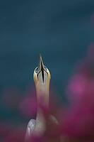 Northern gannet (Morus bassanus) adult seabird bird amongst red campion flowers on a cliff top in summer, RSPB Bempton cliffs nature reserve, Yorkshire, England, United Kingdom [IBR124476247]