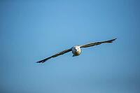 Northern fulmar (Fulmarus glacialis) adult seabird bird in flight, RSPB Bempton cliffs nature reserve, Yorkshire, England, United Kingdom [IBR124476248]