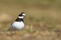 Ringed plover (Charadrius hiaticula) adult wading bird on a shingle beach, Suffolk, England, United Kingdom [IBR124476249]