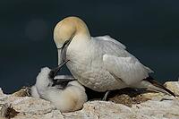 Northern gannet (Morus bassanus) adult seabird bird and juvenile baby chick on a nest on a cliff in summer, RSPB Bempton cliffs nature reserve, Yorkshire, England, United Kingdom [IBR124476253]