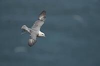 Northern fulmar (Fulmarus glacialis) adult seabird bird in flight, RSPB Bempton cliffs nature reserve, Yorkshire, England, United Kingdom [IBR124476254]