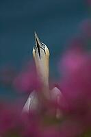 Northern gannet (Morus bassanus) adult seabird bird amongst red campion flowers on a cliff top in summer, RSPB Bempton cliffs nature reserve, Yorkshire, England, United Kingdom [IBR124476256]
