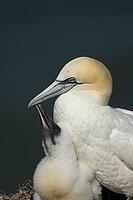 Northern gannet (Morus bassanus) adult seabird bird and juvenile baby chick on a nest on a cliff in summer, RSPB Bempton cliffs nature reserve, Yorkshire, England, United Kingdom [IBR124476257]