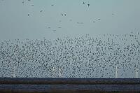 Red knot (Calidris canutus) adult wading birds in flight with wind turbines of an off shore windfarm in the background, Norfolk, England, United Kingdom [IBR124476258]
