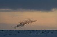 Red knot (Calidris canutus) adult wading birds flying in a large flock at high tide at sunset, RSPB Snettisham nature reserve, Norfolk, England, United Kingdom [IBR124476259]