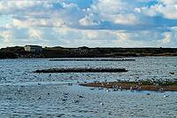 Red knot (Calidris canutus) adult wading birds in a flock flying passed a hide looking across a lagoon, RSPB Snettisham nature reserve, Norfolk, England, United Kingdom [IBR124476260]
