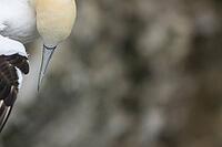 Northern gannet (Morus bassanus) adult seabird bird flying in summer, RSPB Bempton cliffs nature reserve, Yorkshire, England, United Kingdom [IBR124476261]