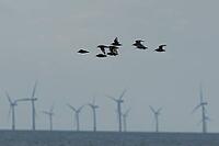 Red knot (Calidris canutus) adult wading birds in flight with wind turbines of an off shore windfarm in the background, Norfolk, England, United Kingdom [IBR124476263]