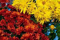 Nahaufnahme von leuchtend gelben und roten Chrysanthemenblüten in voller Blüte [IBR124491531]