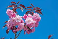 A branch of pink almond flowers against a blue sky. Blossoming sakura in Ukraine [IBR124491534]