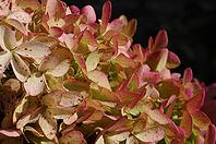 This macro shot showcases the intricate details and vibrant colors of a hydrangea bloom, perfect for nature lovers [IBR124491538]