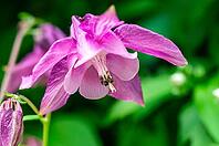 A close-up shot showing the intricate details and vibrant color of a single pink columbine flower in a natural setting [IBR124491539]