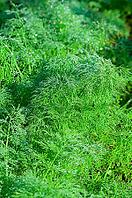 Close-up on fresh, green dill herbs covered with dew drops, illustrating freshness and organic gardening in the early morning light [IBR124491540]