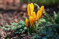 A close-up captures the vibrant yellow petals of unopened crocuses, symbolizing the emergence of spring. It evokes freshness and new beginnings [IBR124491550]