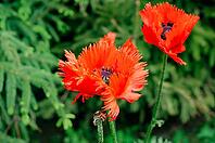 Vibrant red poppy flowers bloom brightly against a backdrop of lush green foliage. A serene, natural scene full of life and color [IBR124491551]