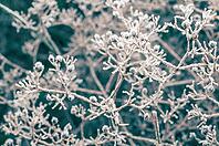 Cold herbarium of dry frozen grass, soft focus [IBR124491559]
