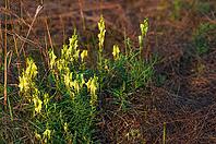 Yellow flowers Melilotus in the meadow, faded grass, soft evening light [IBR124491562]
