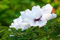 Snow-white peony flowers, large buds with open petals. selective focus. Green background [IBR124491565]