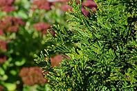 This image showcases the intricate details of arborvitae leaves with a soft, blurred background of other plants [IBR124491566]