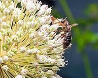 Dieunomia heteropoda bee on a white flower cluster with green buds in soft focus and bokeh background [IBR124491569]