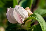 A delicate apple blossom, still tightly furled, displays soft white petals edged with a blush of pink [IBR124491574]