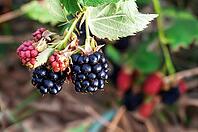 Nahaufnahme von reifen und unreifen Brombeeren an der Rebe [IBR124491576]