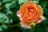 A vibrant orange rose in full bloom, bathed in sunlight, stands out against a backdrop of lush green foliage. A smaller bud hints at more blooms to come [IBR124491577]