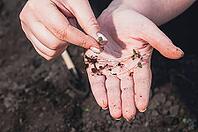 A close-up shot of hands carefully holding tiny seedlings with roots and soil, ready for planting in the garden [IBR124491580]