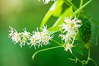 Close-up shot of delicate white flowers with multiple petals, complemented by vibrant green leaves and stems, all set against a soft, out-of-focus green backdrop [IBR124491582]