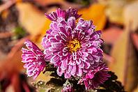 A close-up shot of a vibrant pink chrysanthemum covered in frost, signaling the change of seasons. The flower is in full bloom, with a yellow center [IBR124491584]