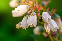 A close-up shot showcases an ant exploring delicate blueberry flowers against a vibrant green backdrop, highlighting the intricate details of nature [IBR124491587]