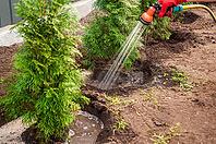 Person waters newly planted Green Arborvitae trees to ensure healthy growth and establishment in a residential garden, using a garden hose with a sprayer nozzle [IBR124491588]
