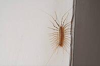 This house centipede is a common household pest, often found in damp areas like bathrooms and basements [IBR124491590]