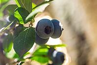 These fresh blueberries are ready to be picked and enjoyed, perfect for a healthy snack or dessert [IBR124491594]